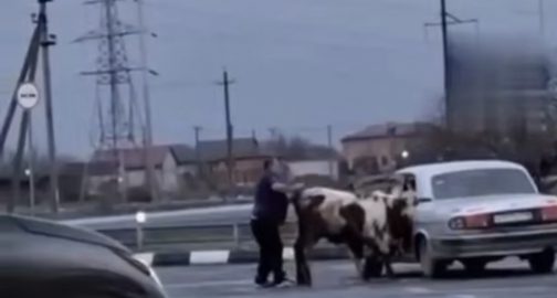 ՎԻԴԵՈ. Տղամարդը կովին խծկում մեքենայի մեջ